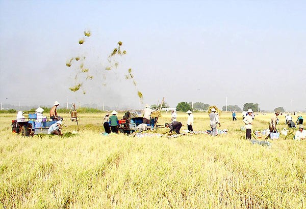 Rice harvest in Dong Thap province (Photo: SGGP) Rice harvest in Dong Thap province (Photo: SGGP)